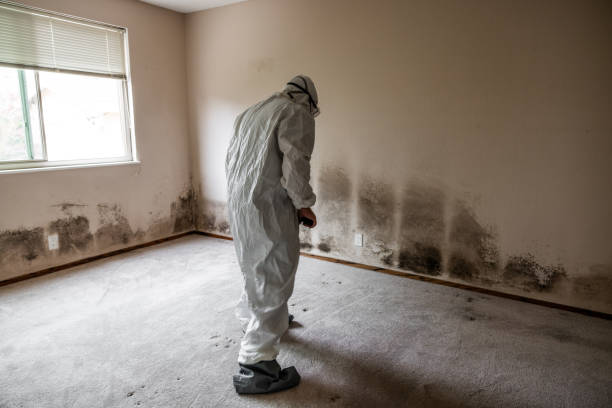 Best Attic Mold Removal  in Channelview, TX