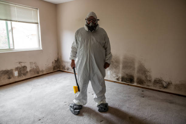 Best Mold Remediation  in Channelview, TX