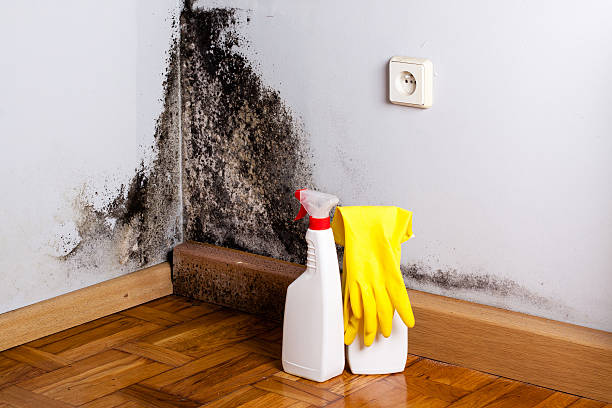 Best Fast Mold Removal  in Channelview, TX