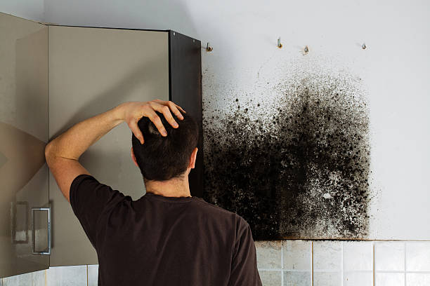 Best Emergency Mold Removal  in Channelview, TX