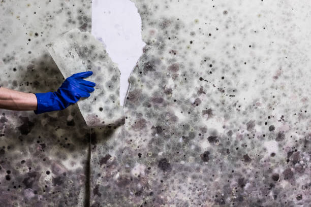 Best Office Mold Removal Services  in Channelview, TX